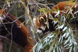 red pandas.jpg