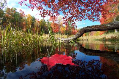 Red Leaf