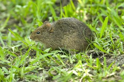 CRW_5441-copyWoodRat.jpg