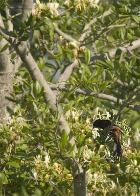 CRW_5383-copyOrchOrio.jpg