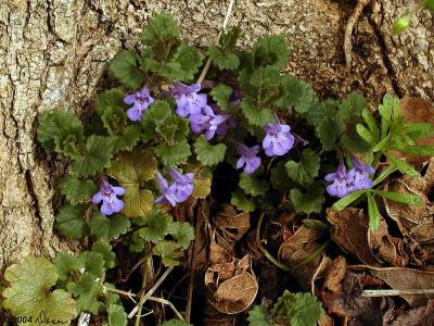 Ground Ivy, Gill over the Ground, Creeping Charlie