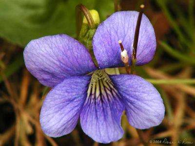 Common Blue Violet