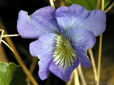 Common Blue Violet, Pale Version