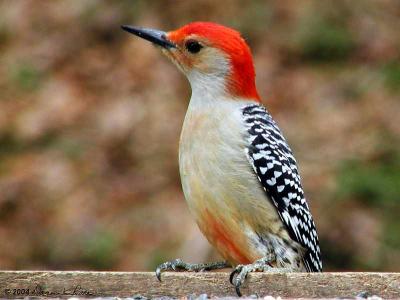 Red-Bellied Woodpeckers ~ WV