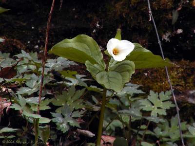 First Trillium Grandiflorum - partially open