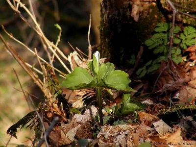 Budding Trillium Grandiflorum found above above the rock ledge.