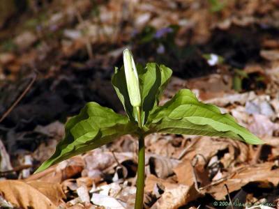 Another view of the Trillium Grandiflorum bud.