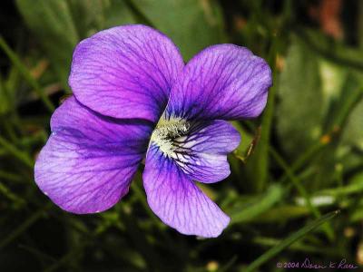 Lavendar colored Common Blue Violet