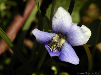 Pale Common Blue Violet