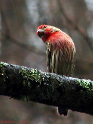 Finches ~ WV