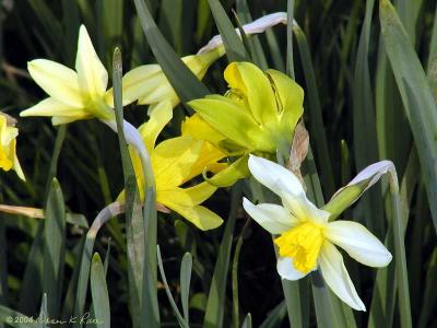 Historic Daffodils ~ WV ~ April 2004