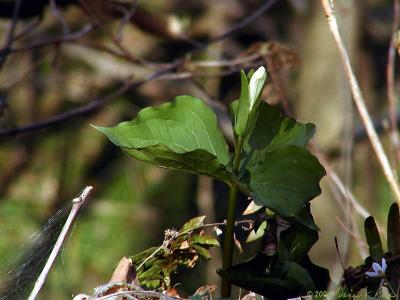 Trillium Grandiflorum Bud on top of rock ledge