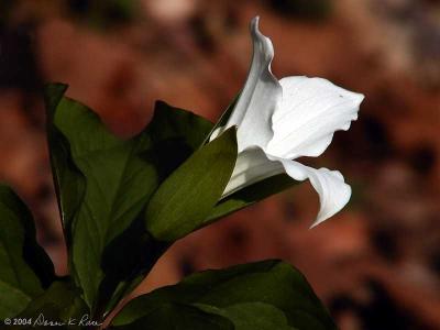 Trillium Grandiflorum