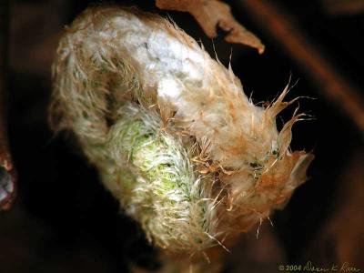 Leaf Buds, ferns, fungus, moss, rocks ~ WV ~ April 2004