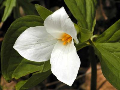 Trillium Grandiflorum