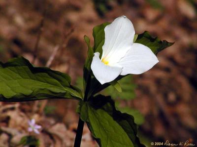 Trillium Grandiflorum