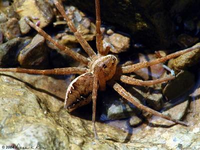 Wolf or Fishing Spider - 2004