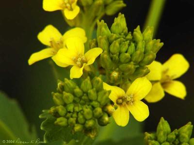Mustard SpeciesBrassicaceae Family
