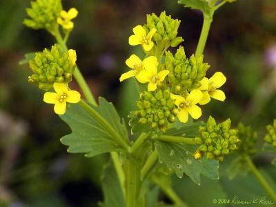 Mustard SpeciesBrassicaceae Family