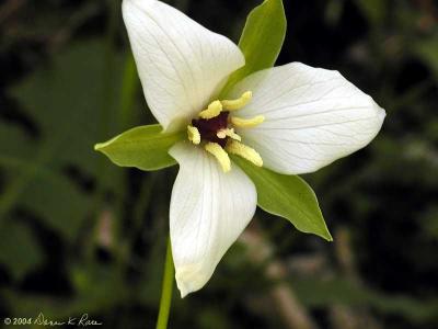 Trillium unidentified variety