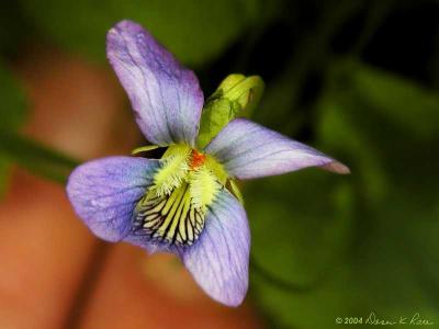 Common Blue Violet