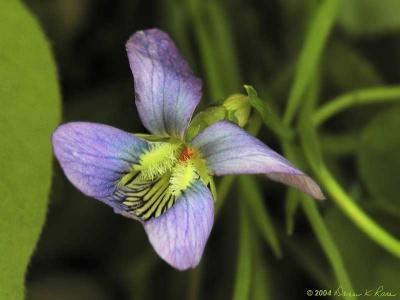 Common Blue Violet