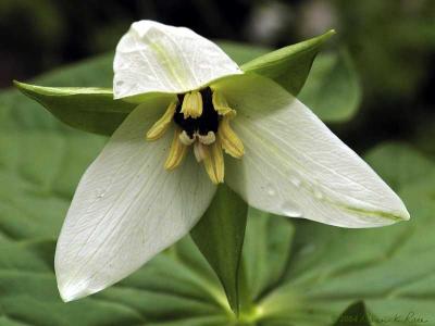 Trillium