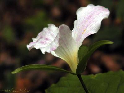 Trillium Grandiflorum turning pink, same bloom as first bud.