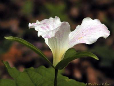 Trillium Grandiflorum