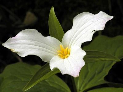 Trillium Grandiflorum