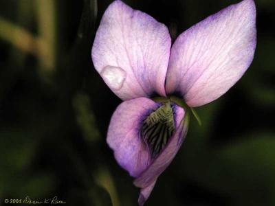 Pale Common Blue Violet