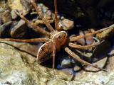 Wolf or Fishing Spider - 2004