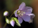 West Virginia ~ Spring Wildflower Identification ~
