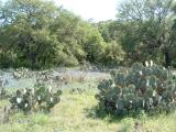 Cactii