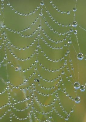 Wet Web