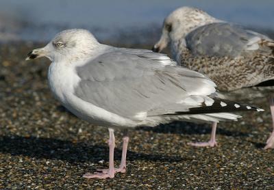 Herring Gull (Gabbiano reale nordico)