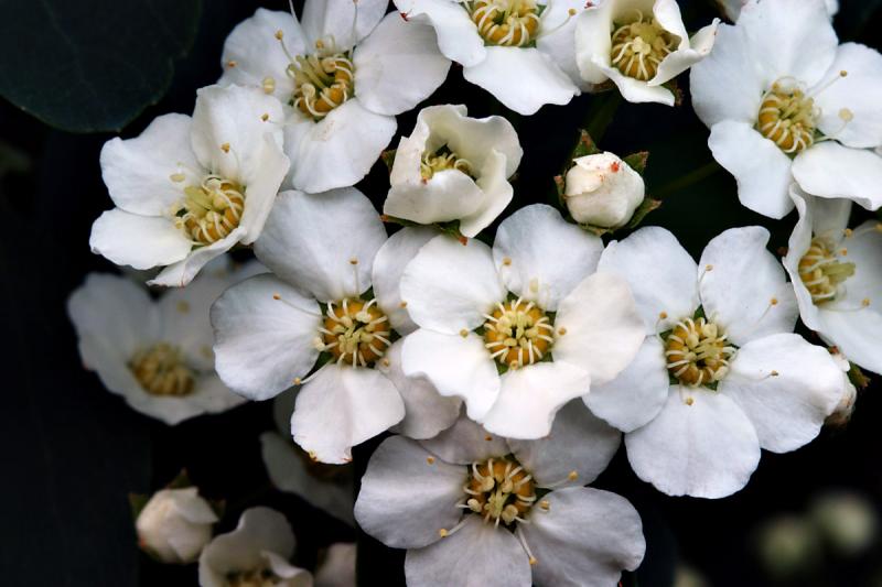 Bush Blossoms