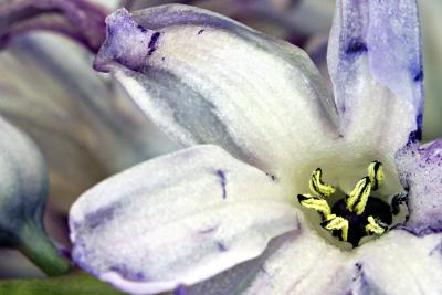 Hyacinth