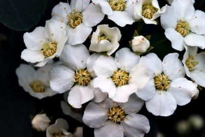 Bush Blossoms