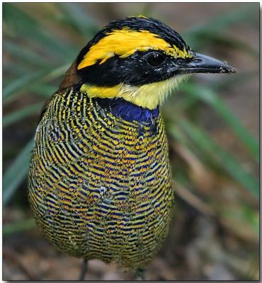Banded Pitta - juvenile male