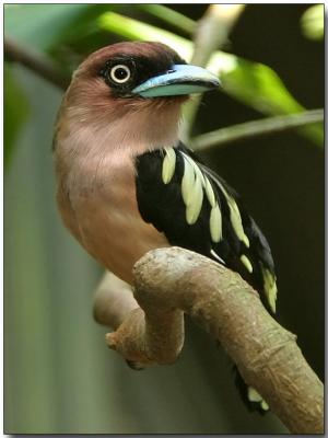 Banded Broadbill