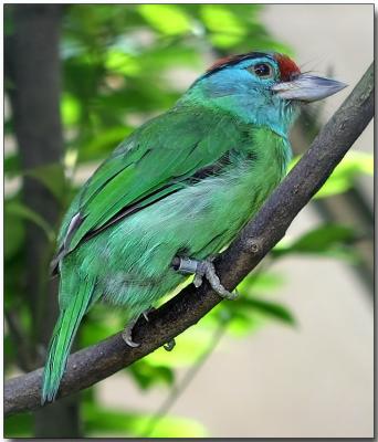 Blue-throated Barbet