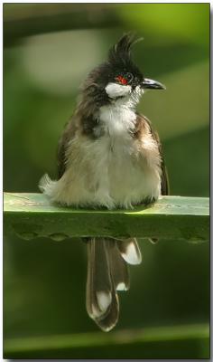 Red-whiskered Bulbul - after the rain
