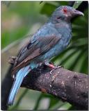Fairy bluebird - female