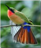 Red-throated Bee Eater - mid-day stretch