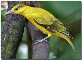 Black-naped Oriole - juvenile