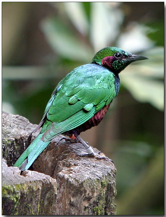 Emerald Starling