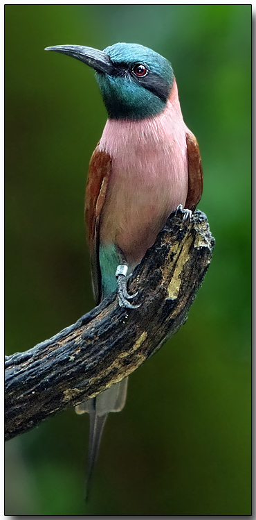 Northern Carmine Bee-eater