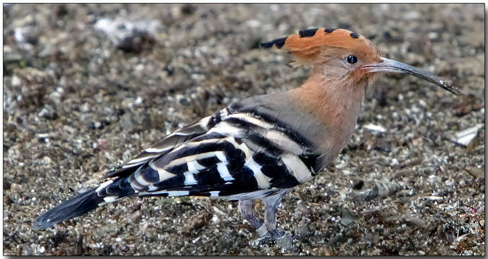 Hoopoe