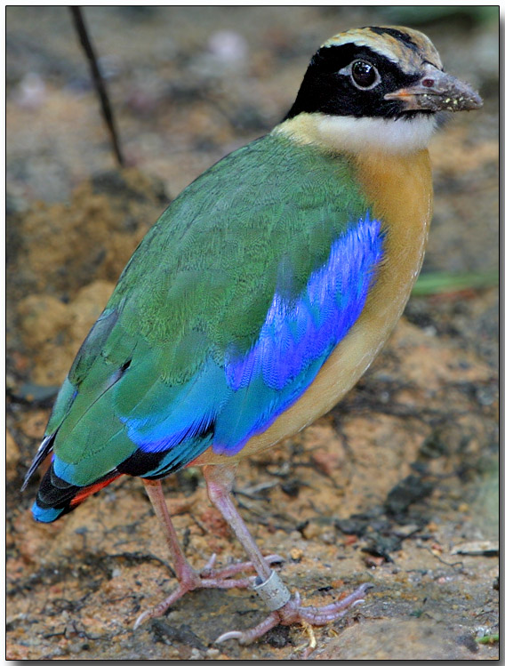 Blue-winged Pitta